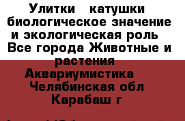 Улитки – катушки: биологическое значение и экологическая роль - Все города Животные и растения » Аквариумистика   . Челябинская обл.,Карабаш г.